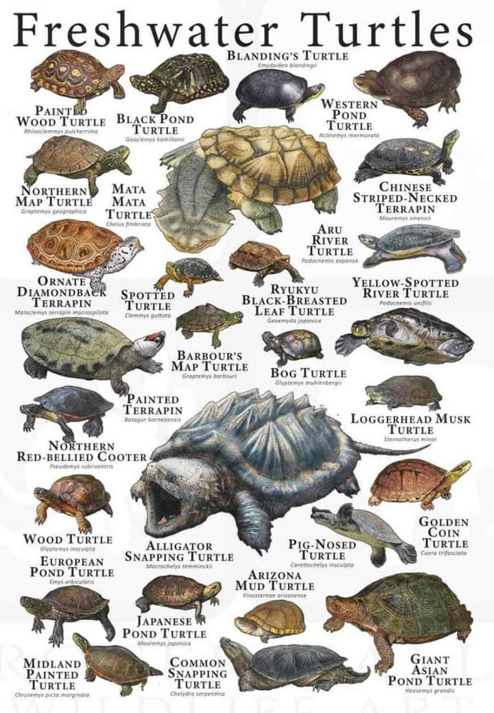 Have some Turtles! Make memes not Twitters - 9GAG