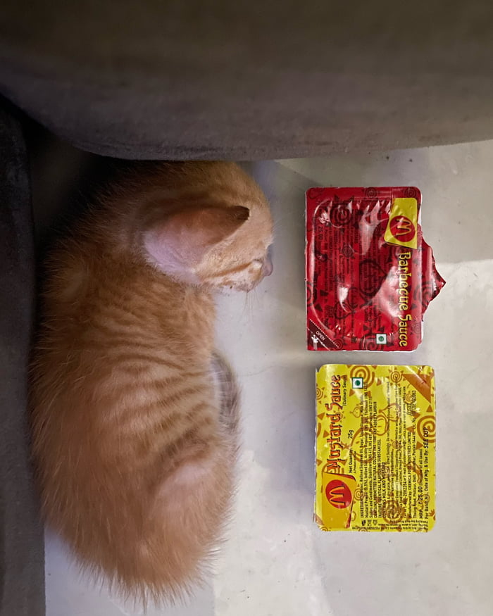 He’s only 2 sauce units long too… before you know it he will be 6 sauce