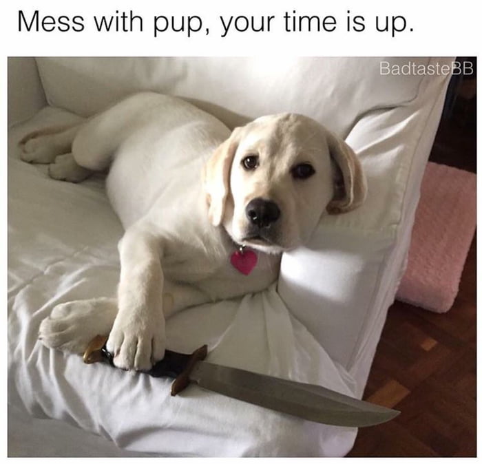 Mess with doggo, you get a cuto - 9GAG