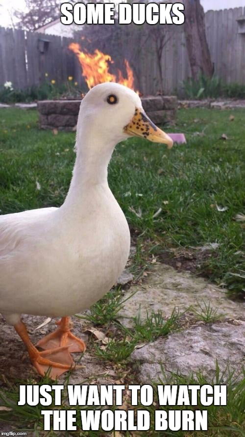 Duck of Doom 9GAG