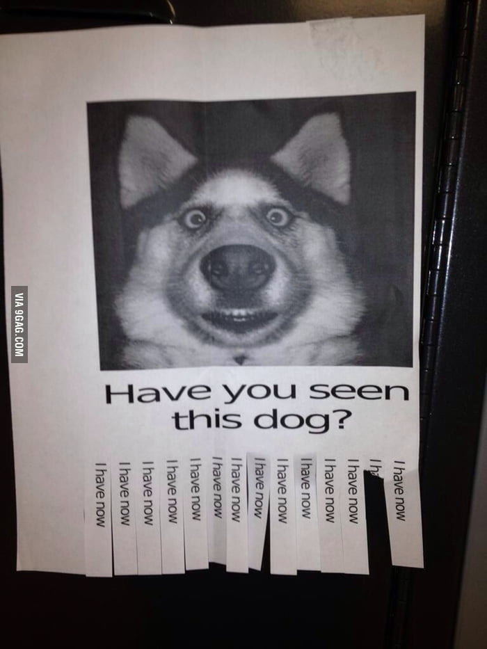 Have you seen this dog? - 9GAG