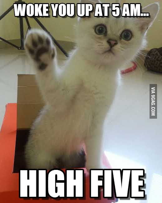 My New Kitten 9gag 