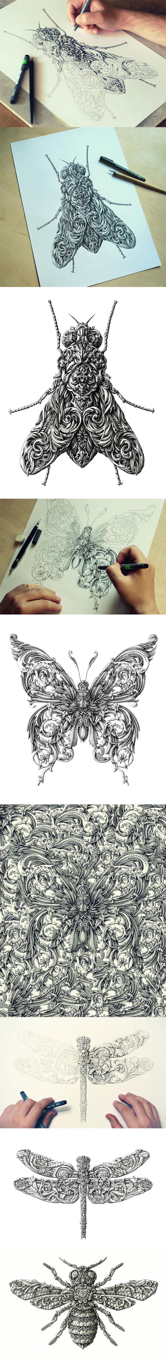 Awesome renaissance-style insect drawings