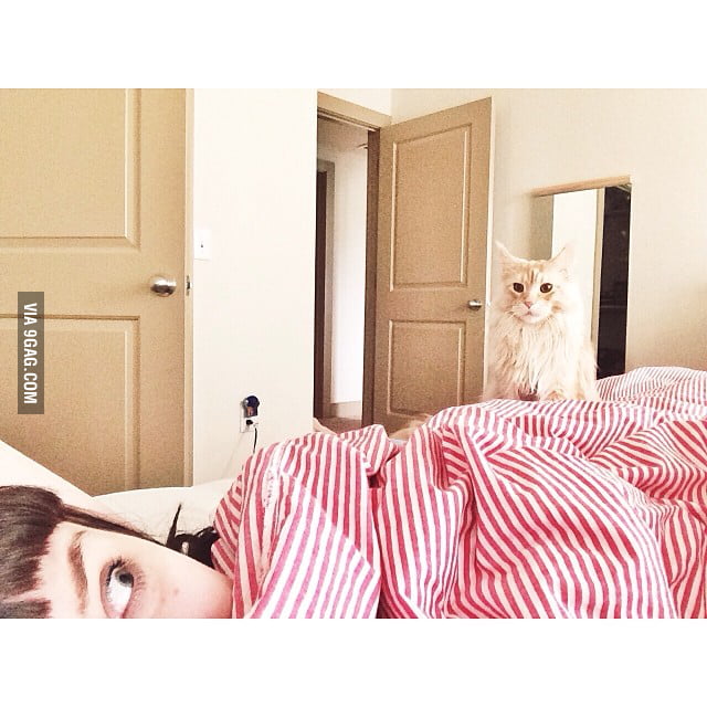 My boyfriends cat is still suspicious of me - 9GAG