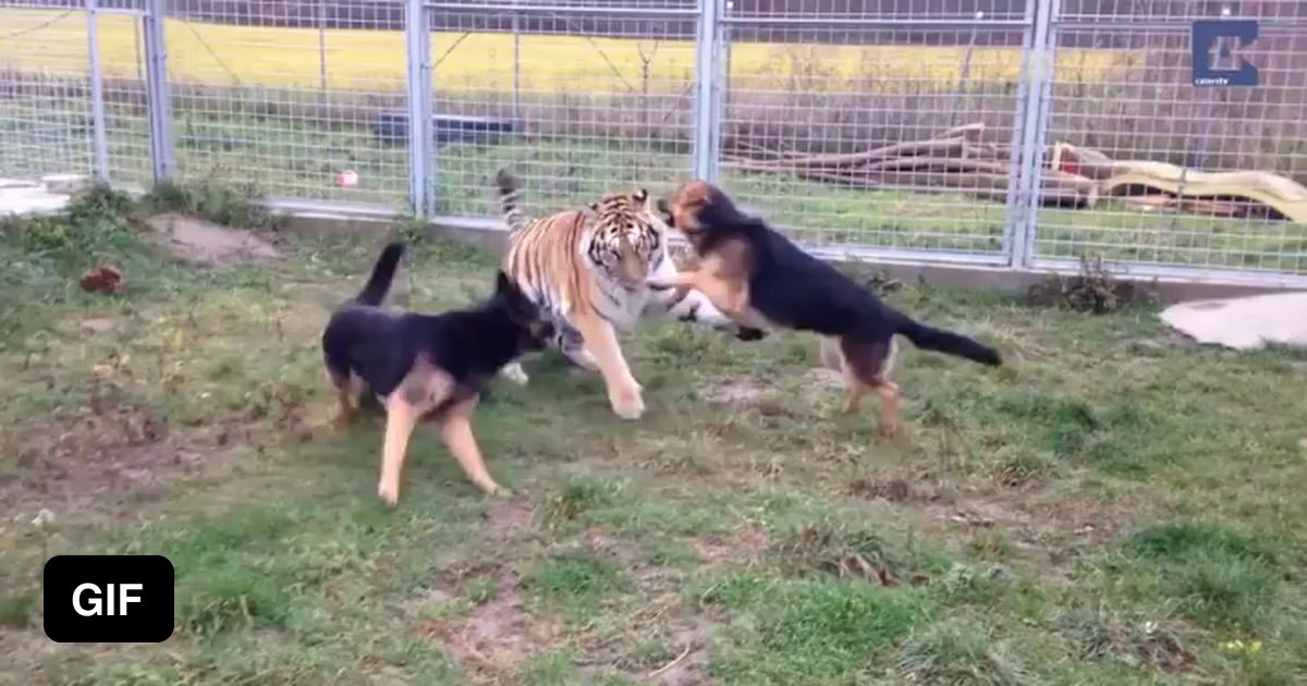 Садки у собак. Вязка крупных собак. Вязка собак животных. Вязка собак. Метис тибетского мастифа и московской сторожевой.