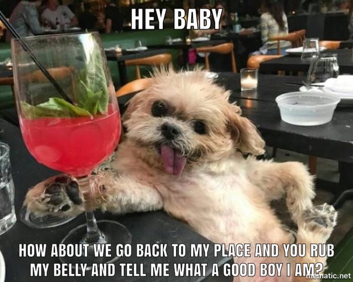 Drunk Doggo 9GAG