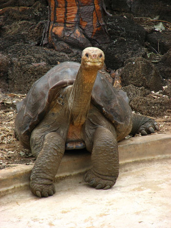 Tortoise erection (SFW) - 9GAG