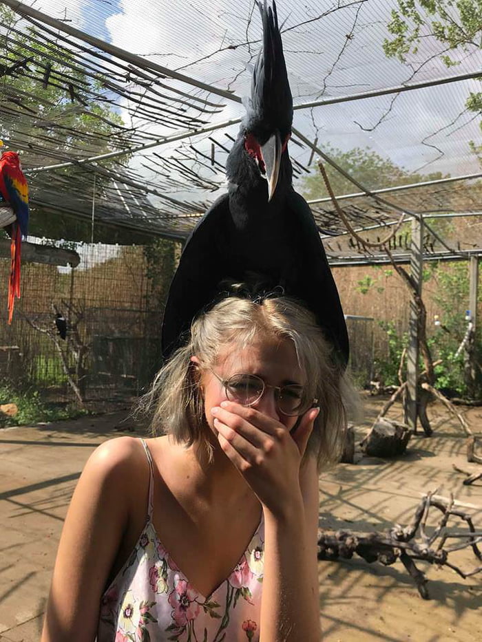 A bird landed on my girlfriend's head 9GAG