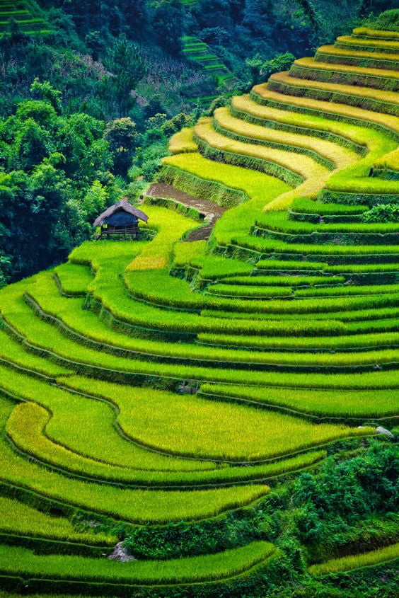 Mu Cang Chai, Vietnam this place is like the famous Banau Rice terraces ...