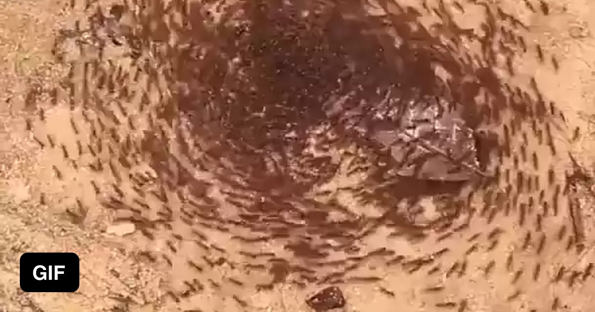death spiral ants