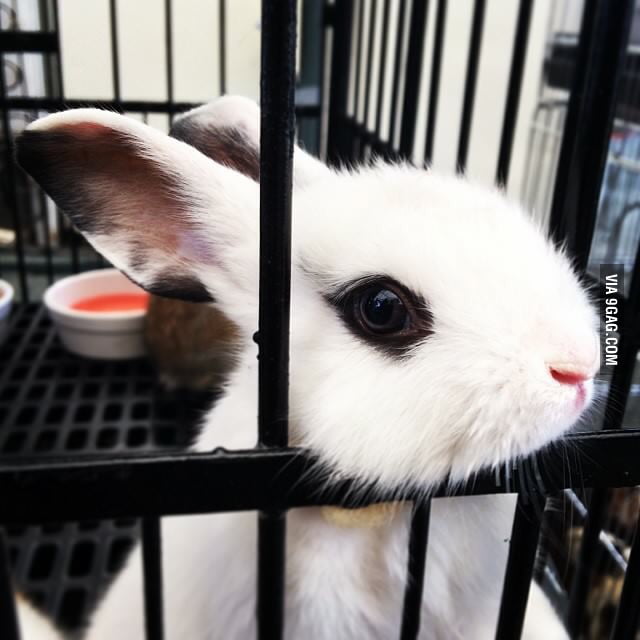 This Bunny Is Prettier Than You 9GAG This Bunny Is Prettier Than You 9GAG