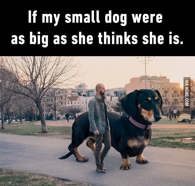 If my small dog were as big as he thinks he is 9GAG