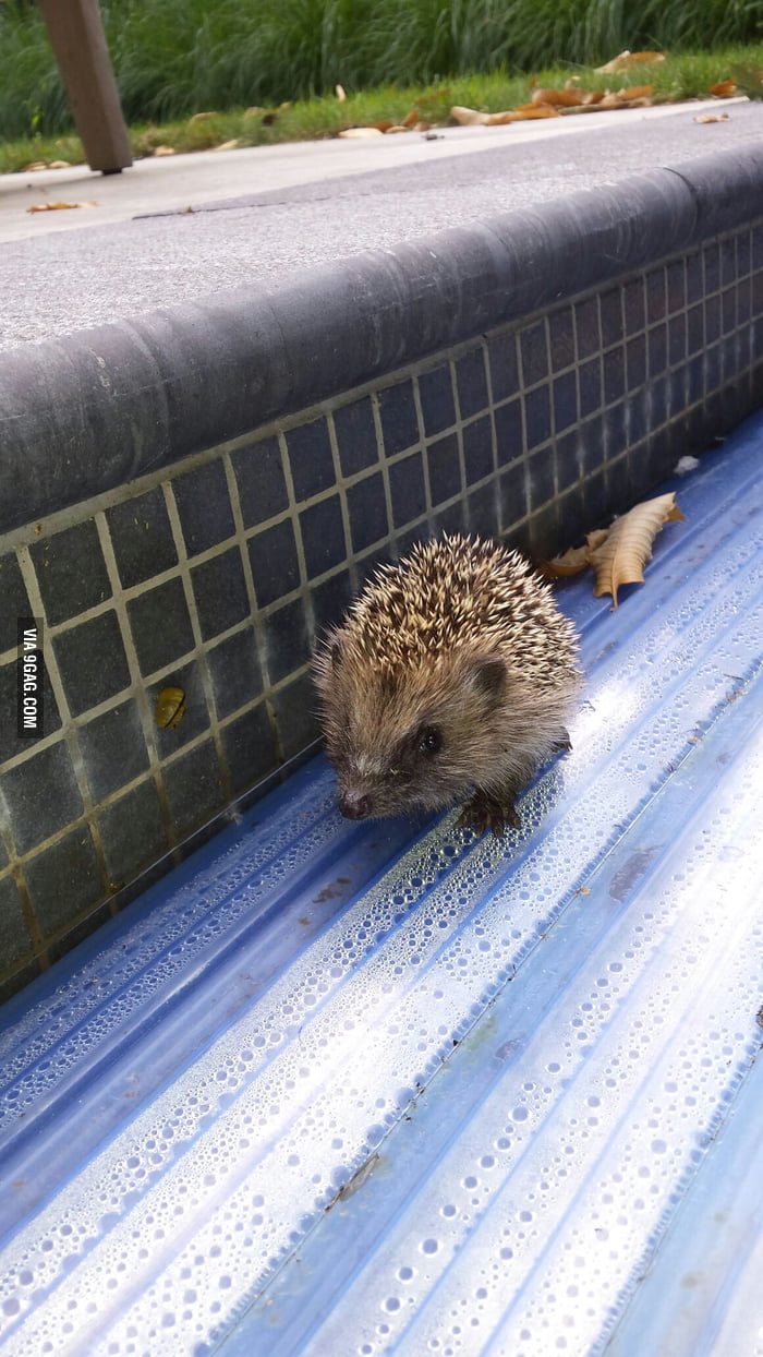 Gues What I Found On My Swimming Pool Today Guys A Baby Hedgehog