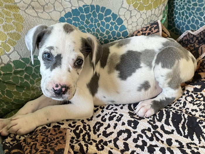 Meet Charlotte Jolene “Charlie Jo”. 7 week old Great Dane. - 9GAG