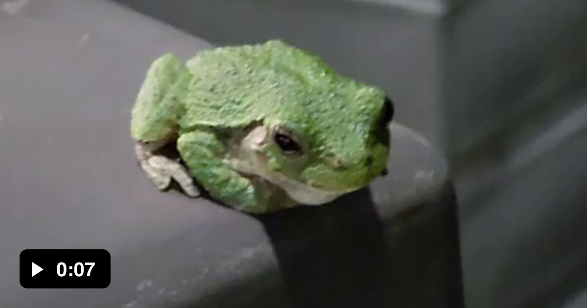 Are Frogs Cute? 9GAG