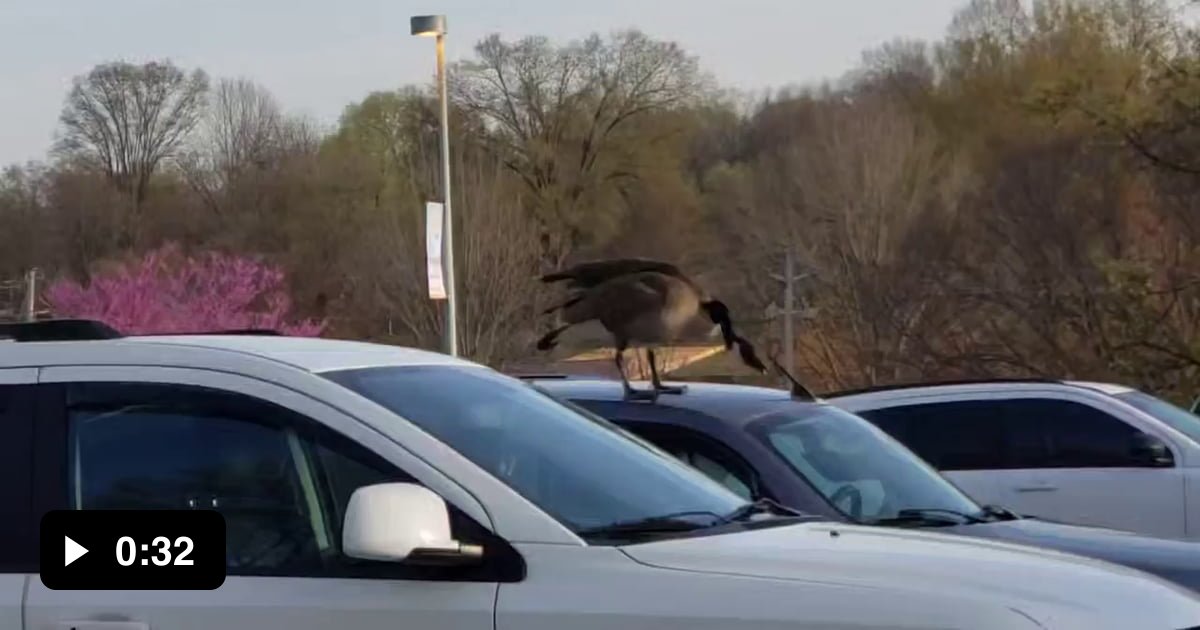 Goose hopping between cars - 9GAG