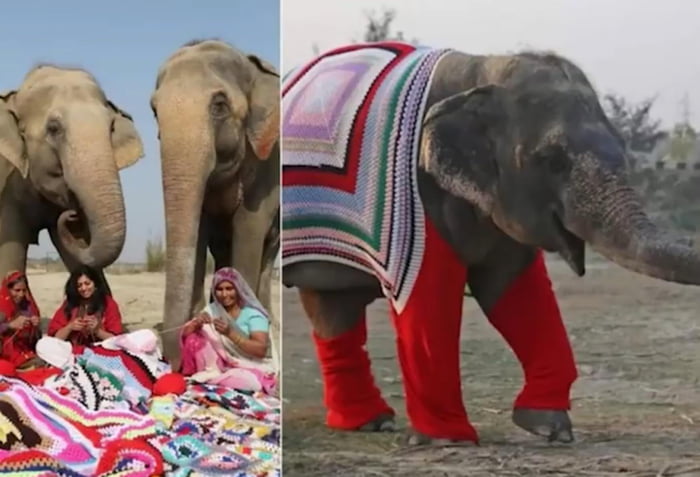 In India, To keep the elephants warm they made big sweaters - 9GAG