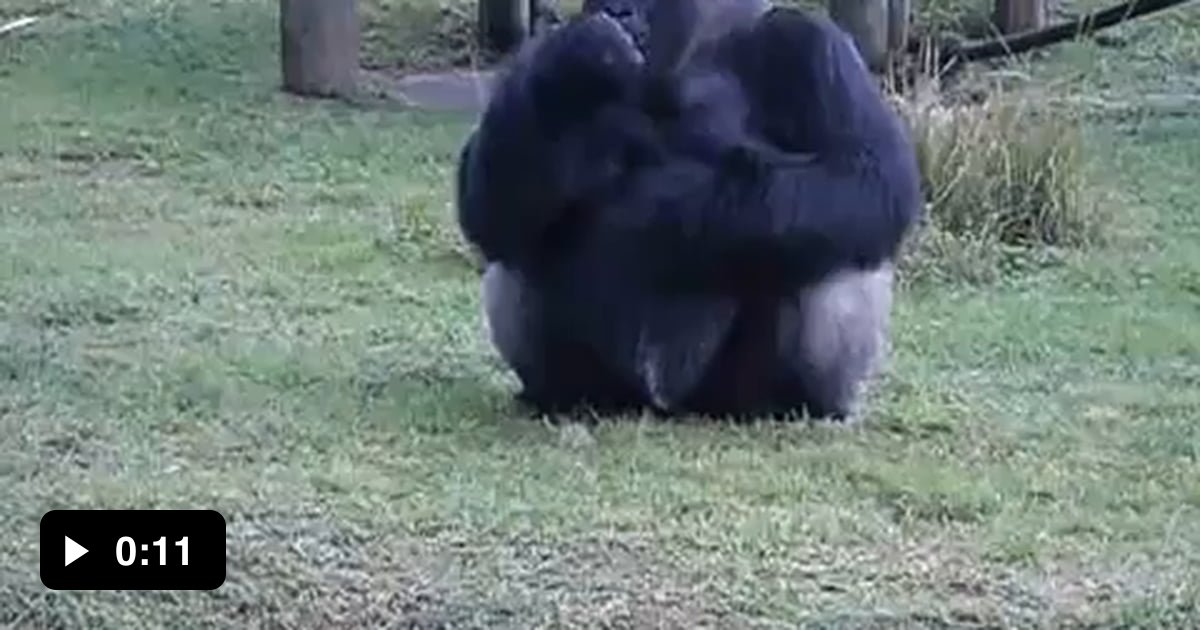This gorilla using sign language at Miami zoo telling someone he can't