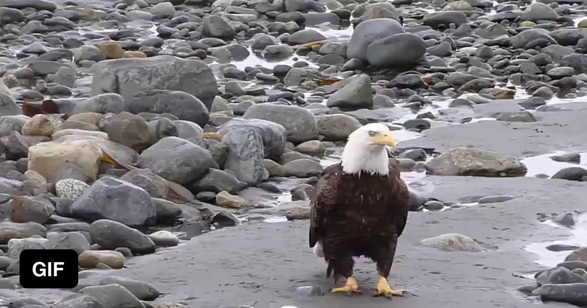 Bald Eagle Walking 9GAG