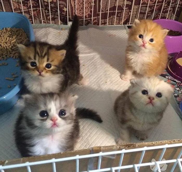 Just a quartet of puff balls.. 9GAG