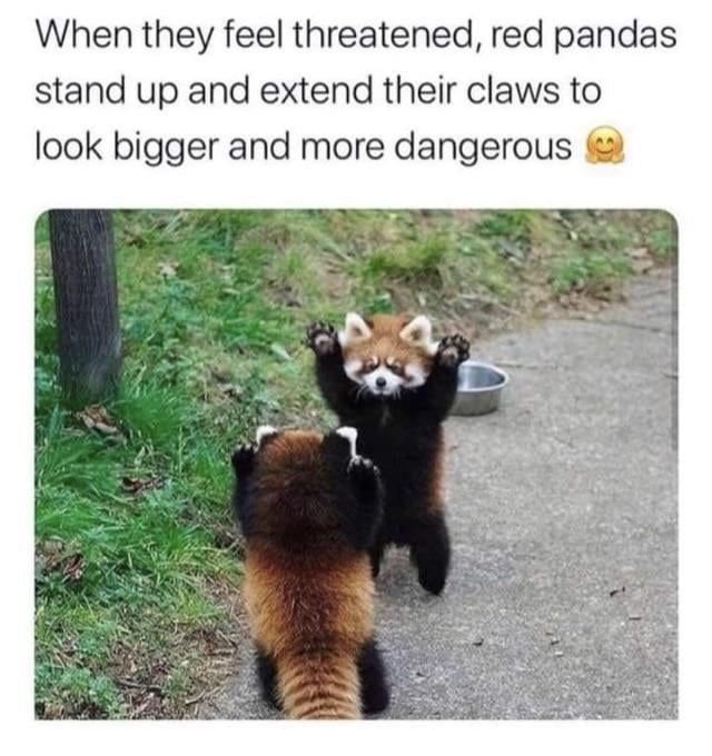 Panda 9gag