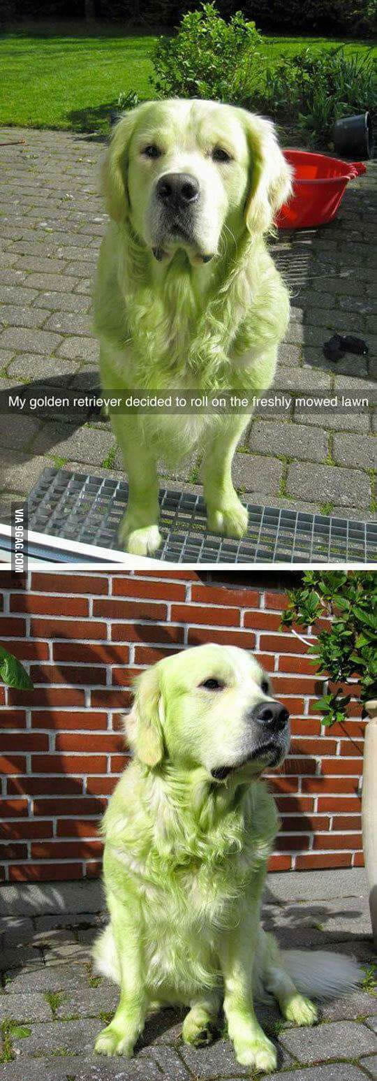 Dog decided to roll on the freshly mowed lawn... - 9GAG