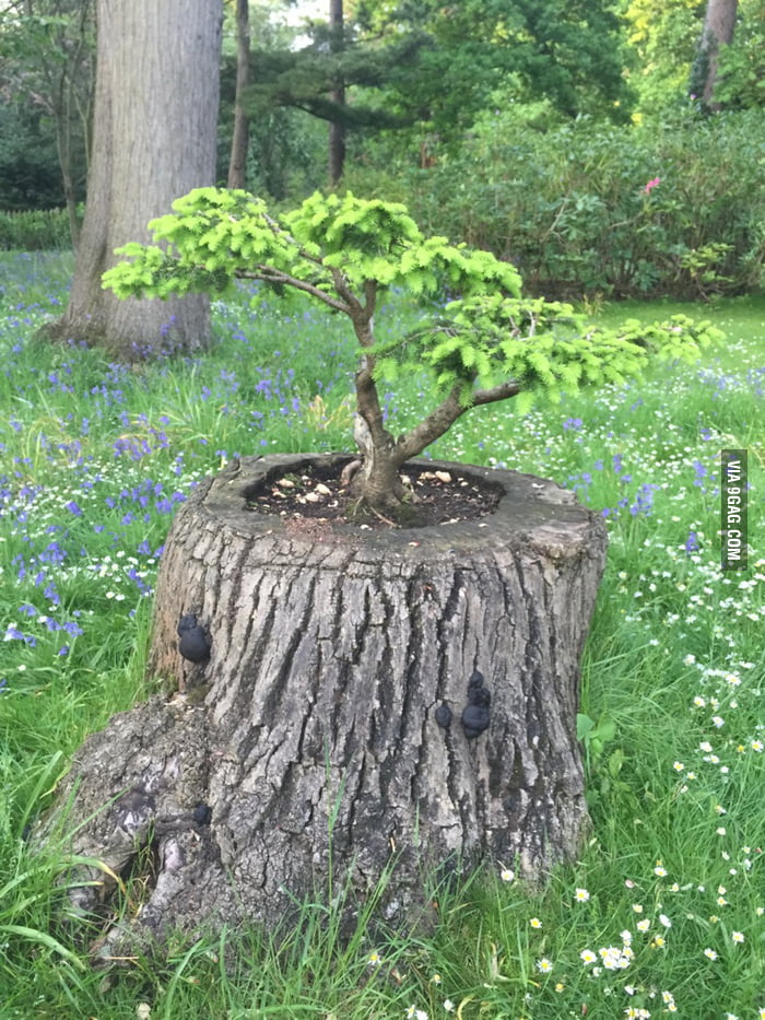 Bonsai tree growing out of a regular tree trunk. 9GAG