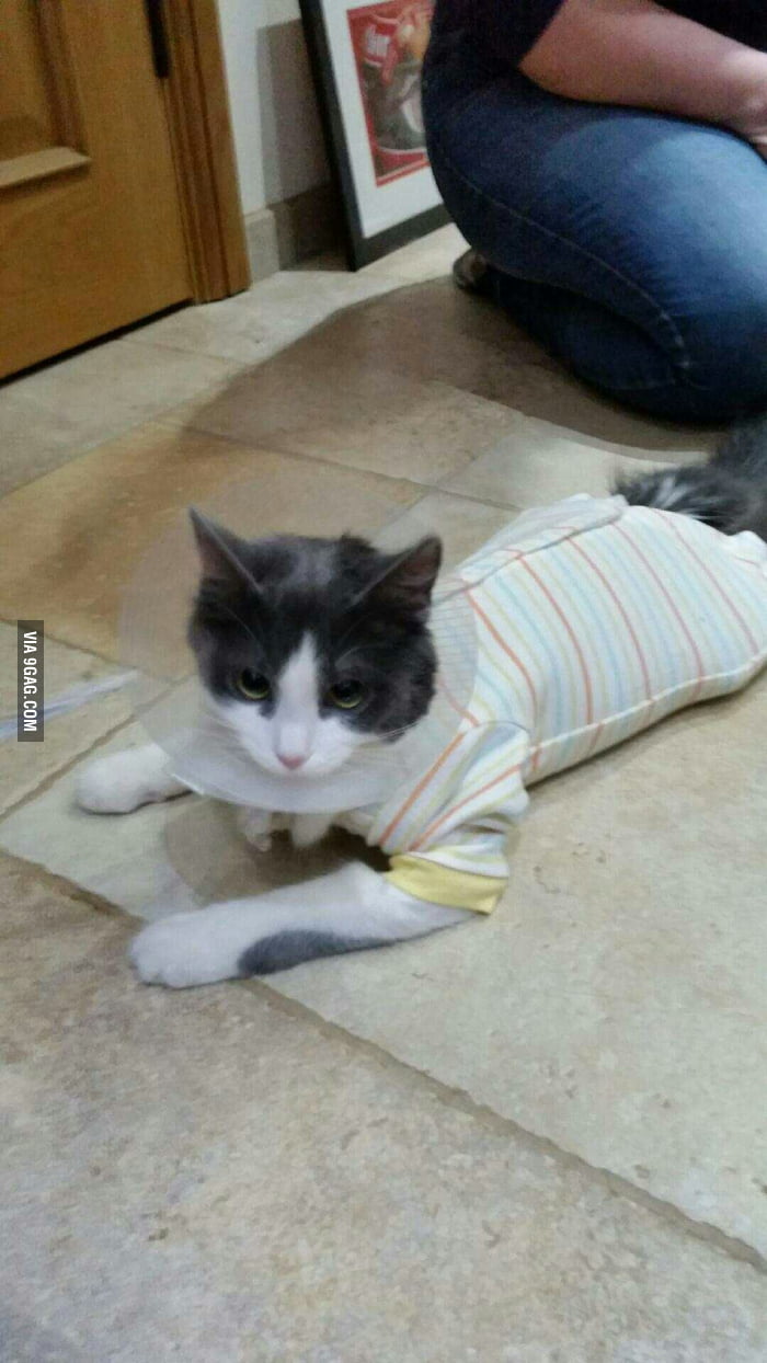 baby grow for cats