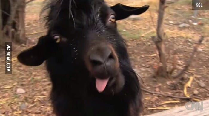 Goat gif 9gag