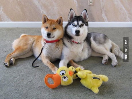 Shiba Inu Or Husky 9gag