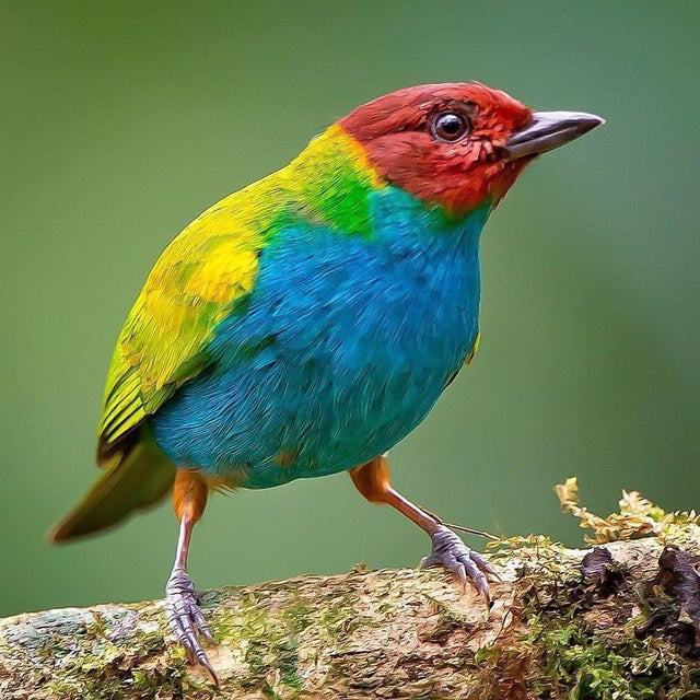 Image of a Bay-Headed Tanager - 9GAG