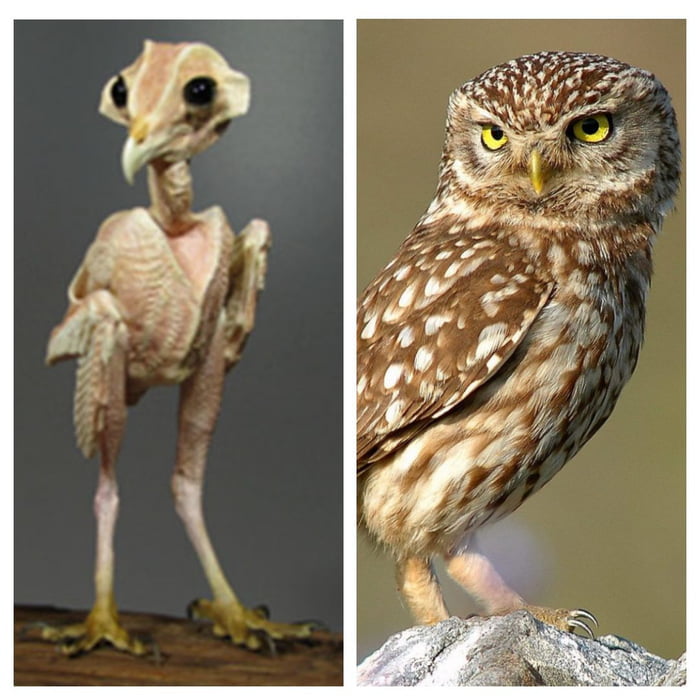 Owl without feathers. :D Kinda cute - 9GAG
