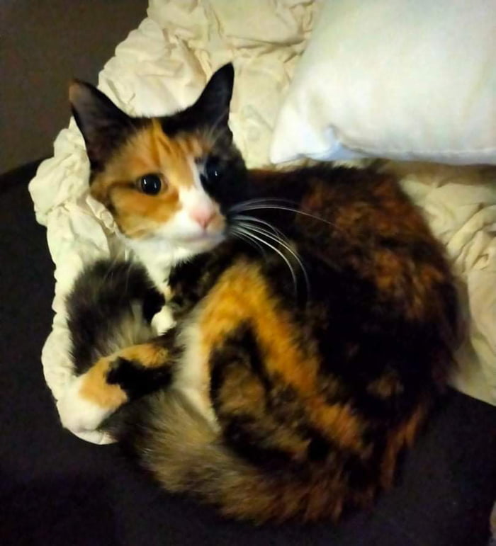 Her name is Phantom, she likes to hug her own tail - 9GAG