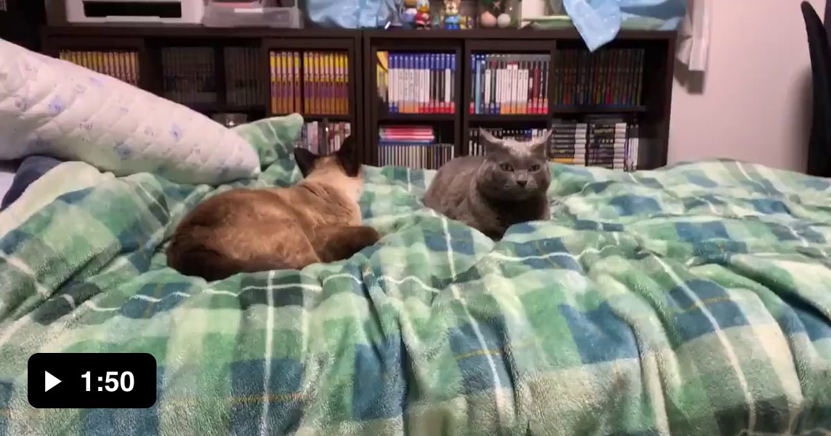 Cats in a 7.1 magnitude earthquake in Japan on Feb 13 9GAG