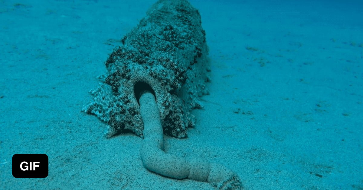 Cute gif to brighten your day - sea cucumber pooping - 9GAG