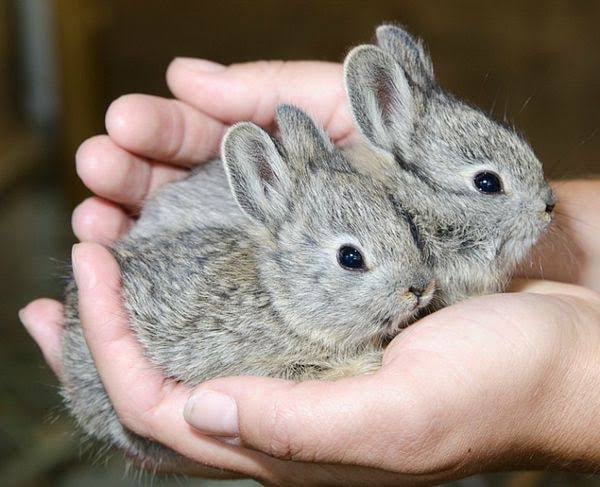 Pygmy Rabbits, are the smallest rabbit species in North America. They