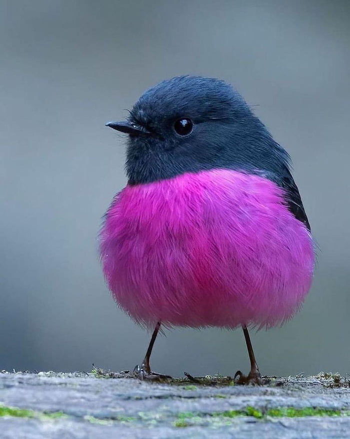 A pink robin! - 9GAG