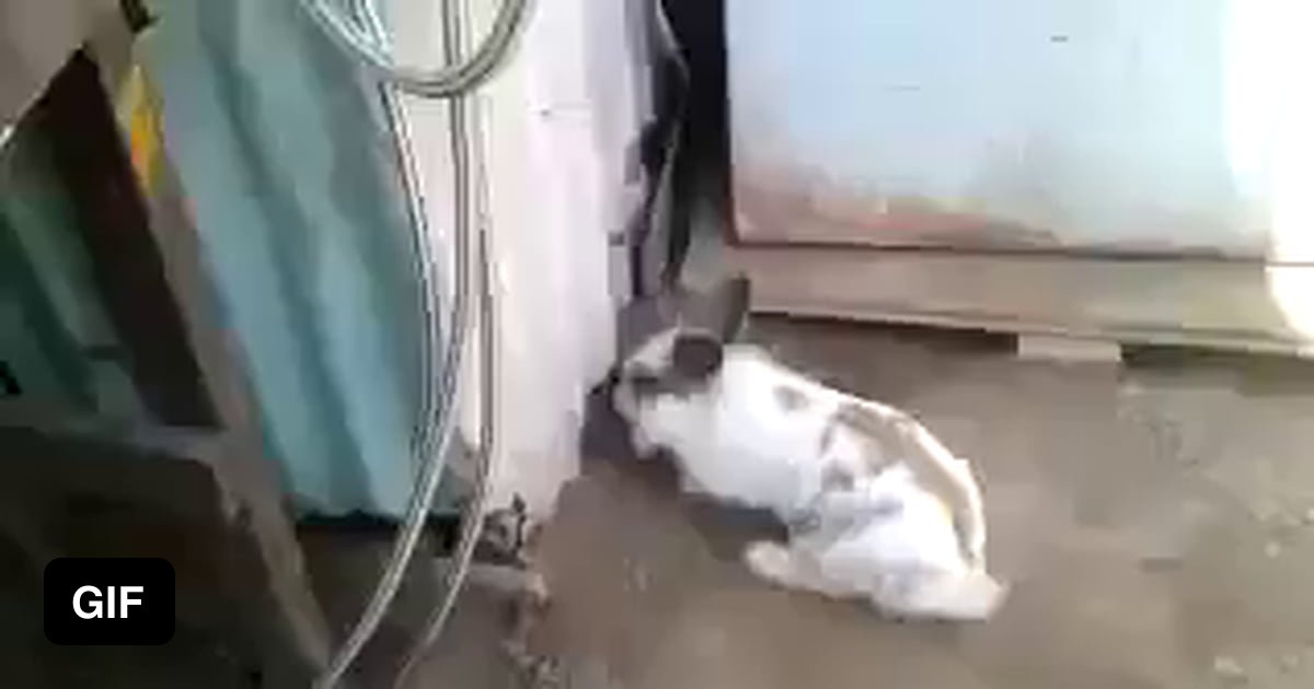 Rabbit Saves Trapped Kitten 9gag 