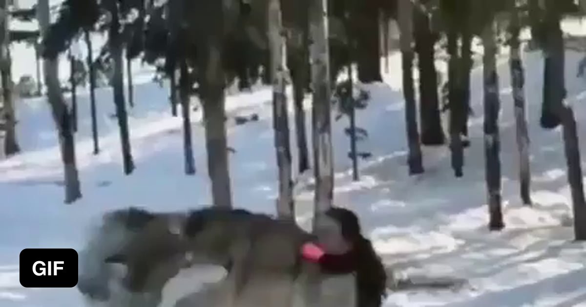 Its a wholesome video but the size of that wolf is scary to me. - 9GAG
