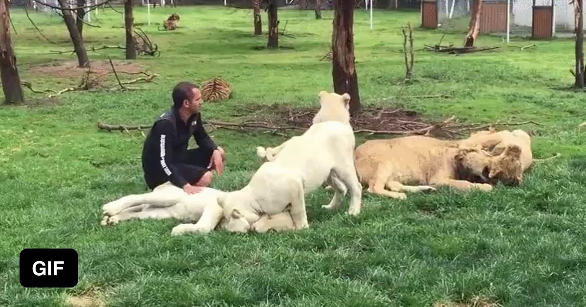 Tiger stops a leopard pouncing on caretaker human - 9GAG