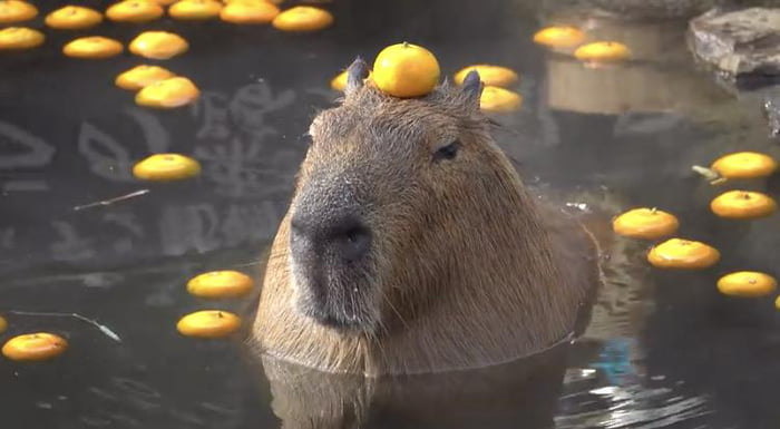 Capybara With A Mandarin Orange On Its Head 9GAG