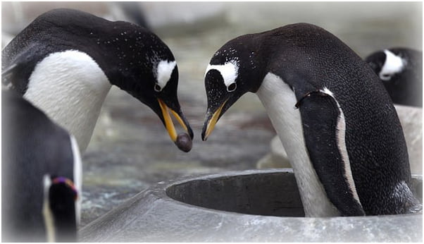 Penguins propose using pebbles like rings - 9GAG