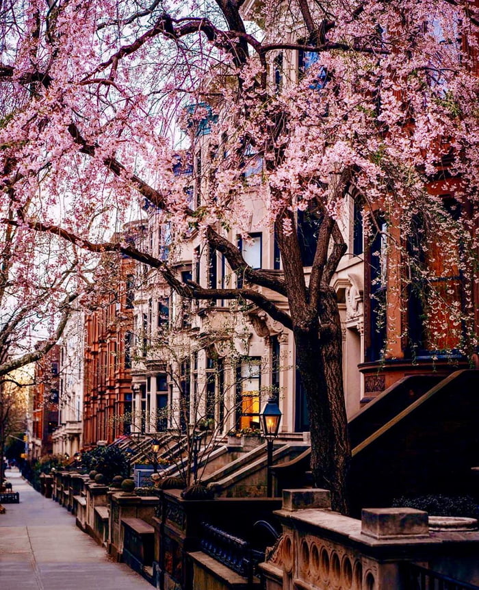 Gorgeous street in Brooklyn, NY during the quarantine. Spring is sprung ...