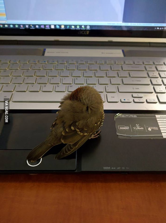 Found this little guy at work now he is sleeping on my laptop - 9GAG