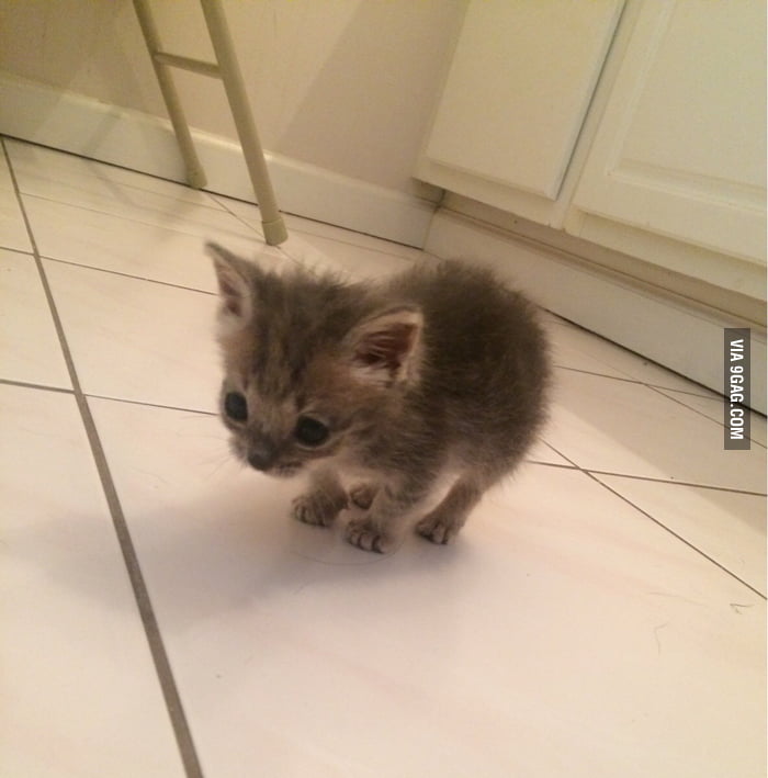 The tiniest kitten ever - 9GAG