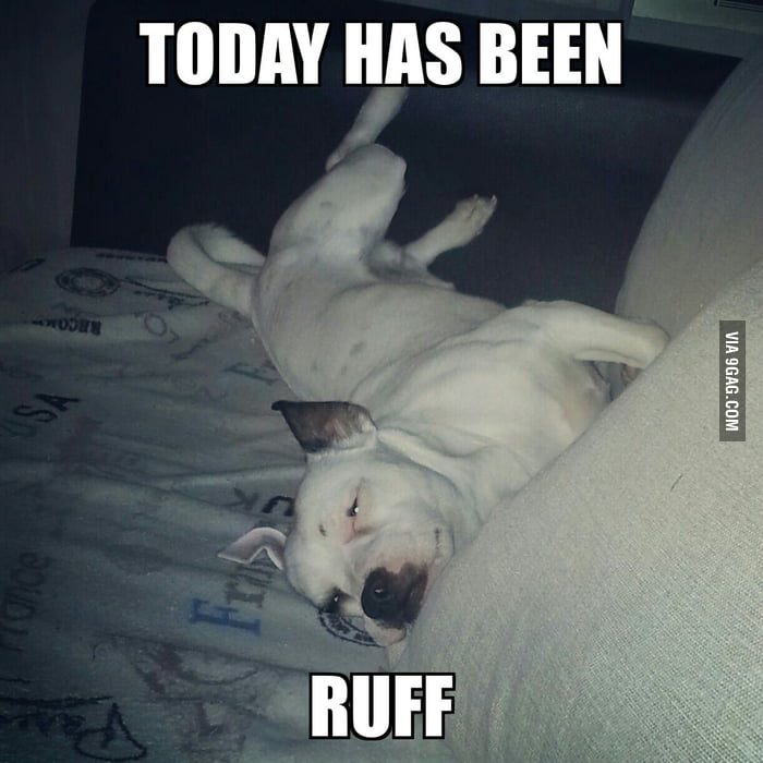 Ruff day - 9GAG