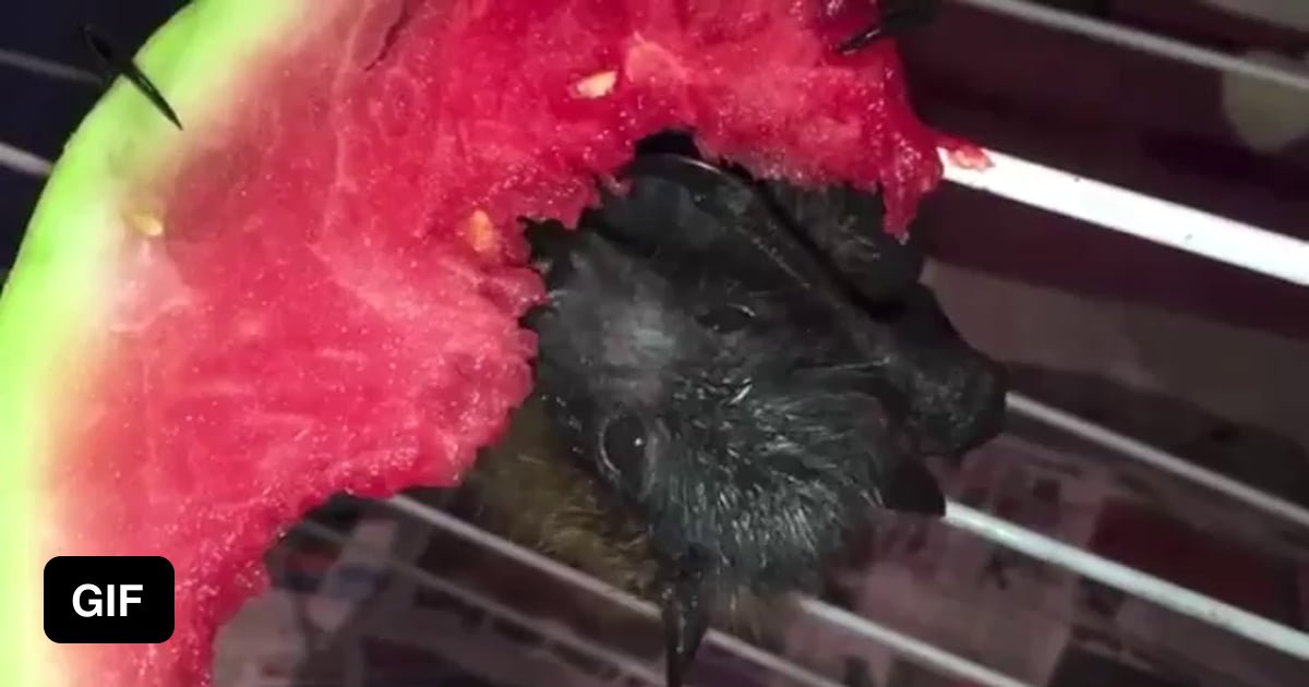 Baby bat eating a watermelon 9GAG