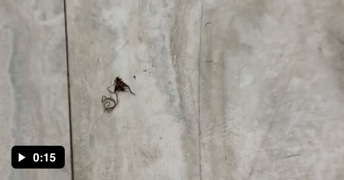Stepped On A Cricket At Work And Came Back To Clean It Up And A 