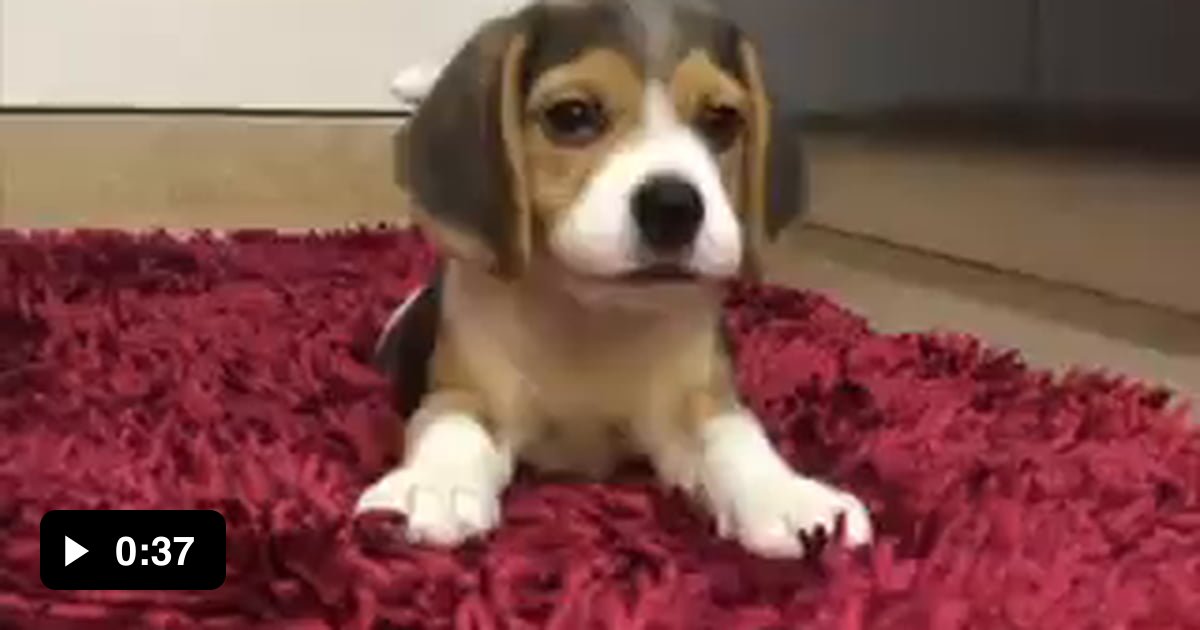 Just a baby beagle practicing his horrifying bark 9GAG