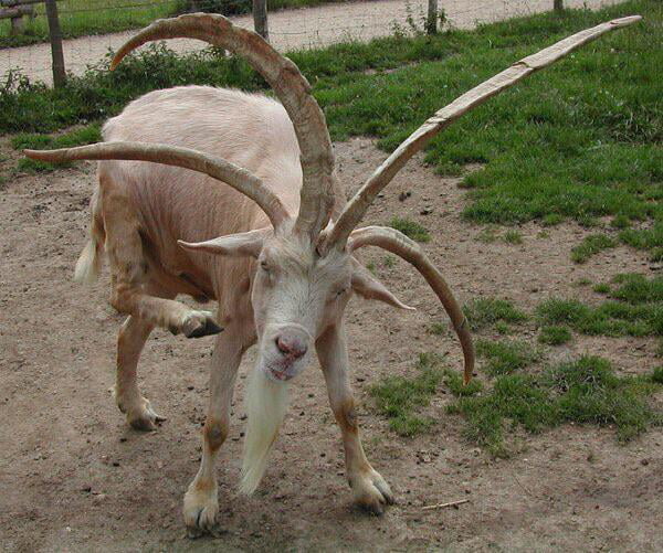 A Goat With Four Horns 9GAG